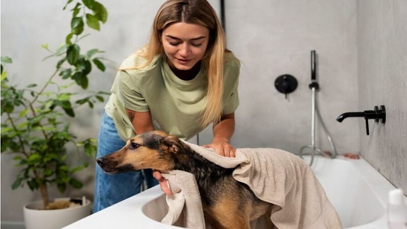 Essential Dog Hygiene Practices Every Pet Owner Should Know