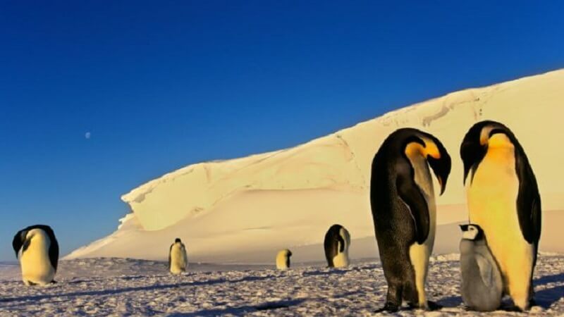 Ways Satellite Cameras Help to Find Emperor Penguin Colonies