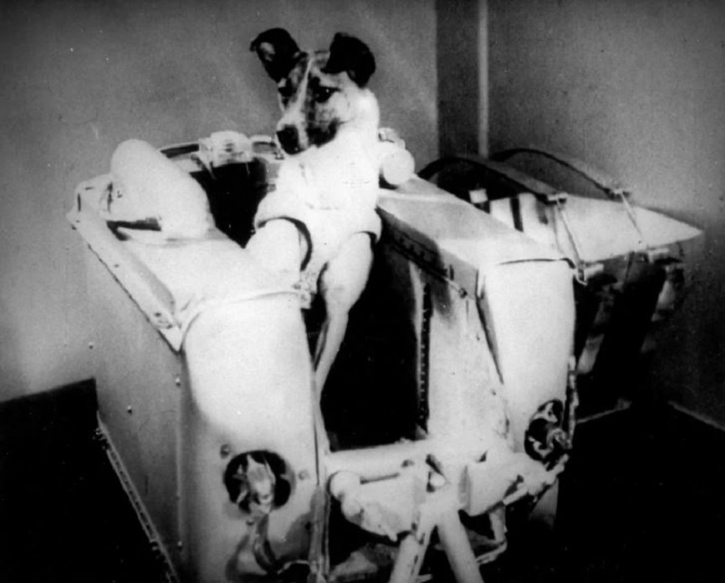 Heartbreaking Story of First Dog in Space